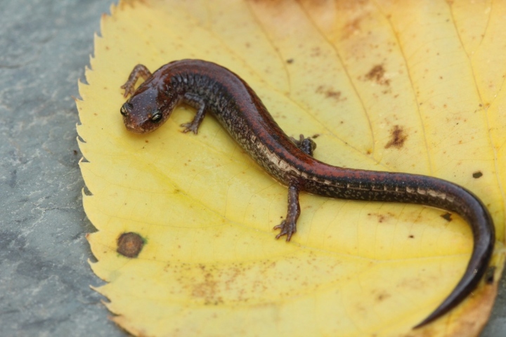 Redback Salamander